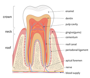 Dental1
